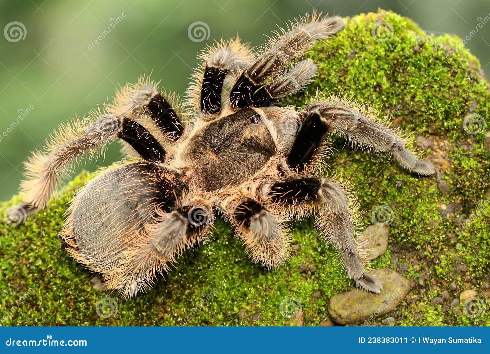 A Black Tarantula Looking for Prey in the Bushes. Stock Image - Image ...