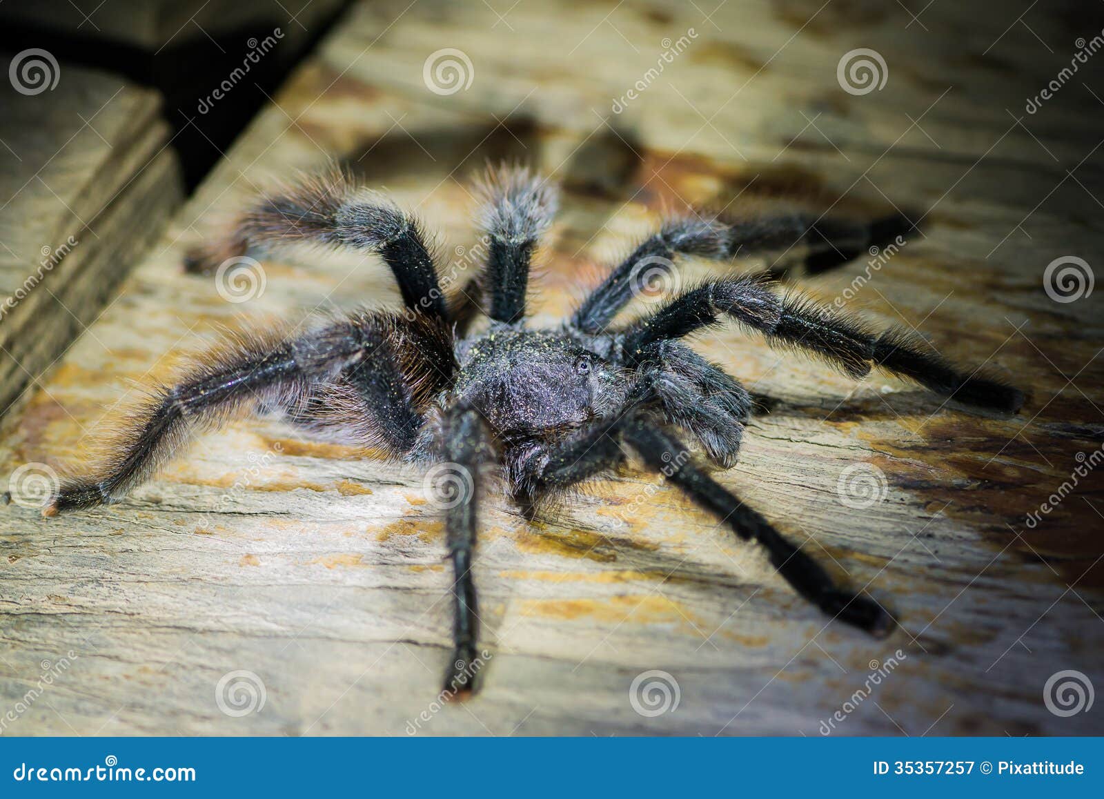 black tarantula in the peruvian amazon jungle at madre de dios p
