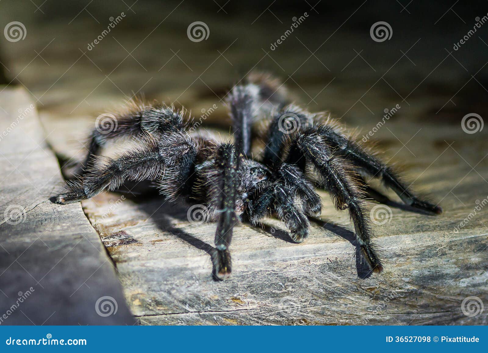 black tarantula in the peruvian amazon jungle at madre de dios p