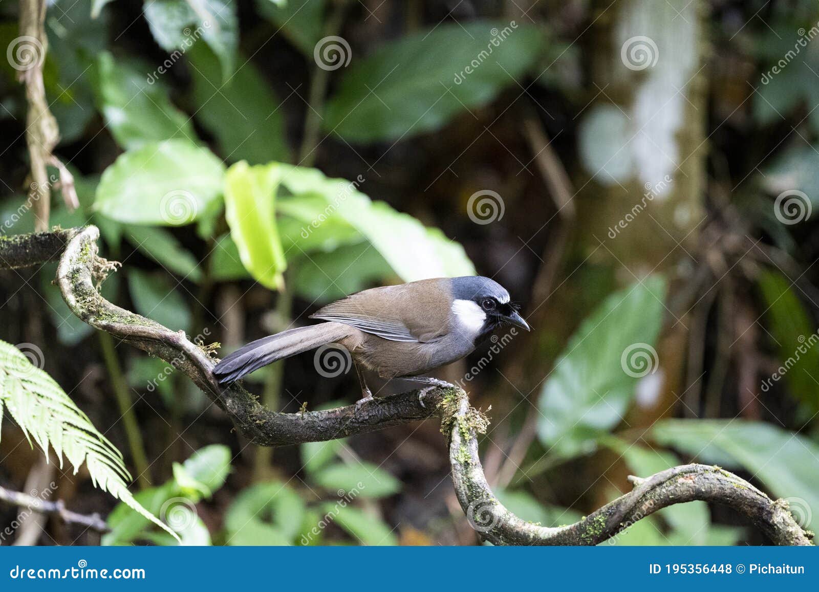 black - throated laughingthrush