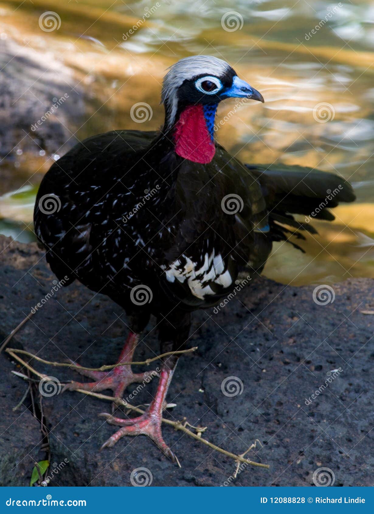 black-throated piping-guan