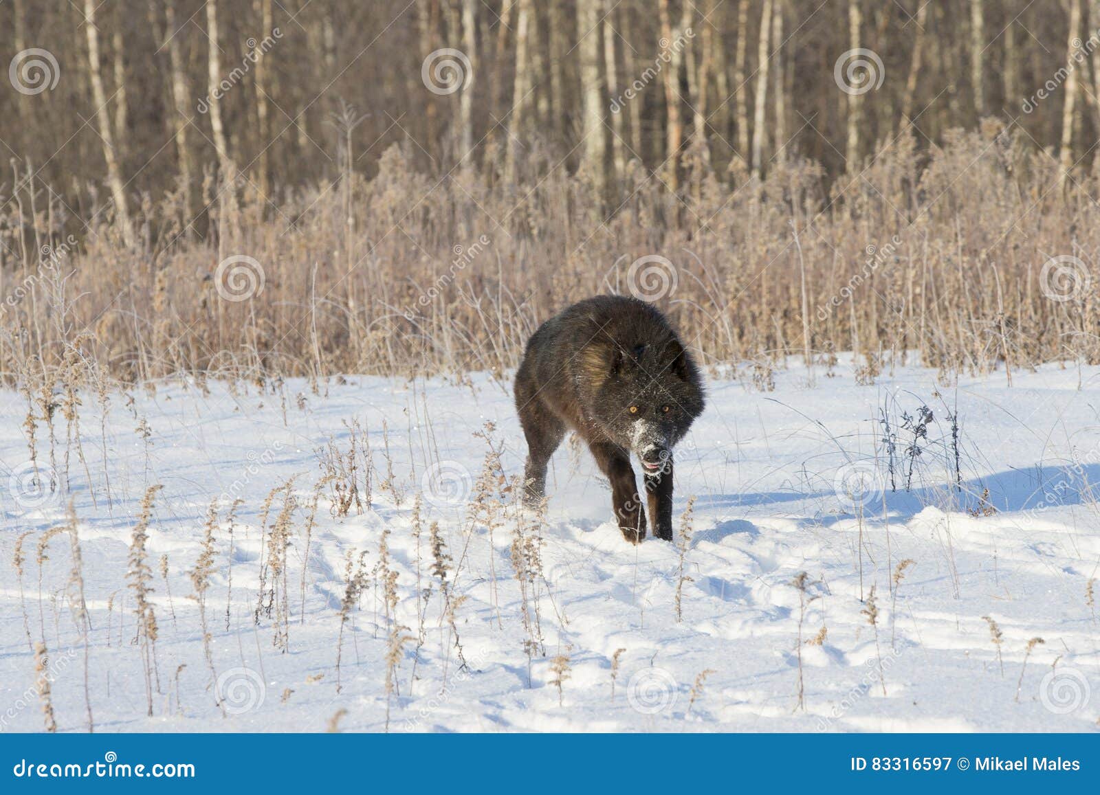 Black Timber Wolf with Piercing Eyes Stock Image Image of species