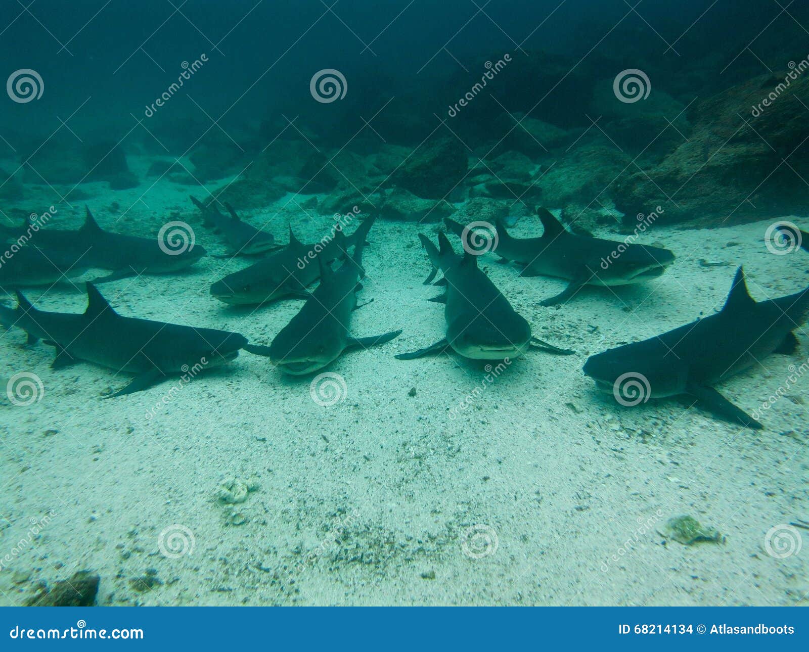 black tipped reef sharks, galapagos islands, ecuador