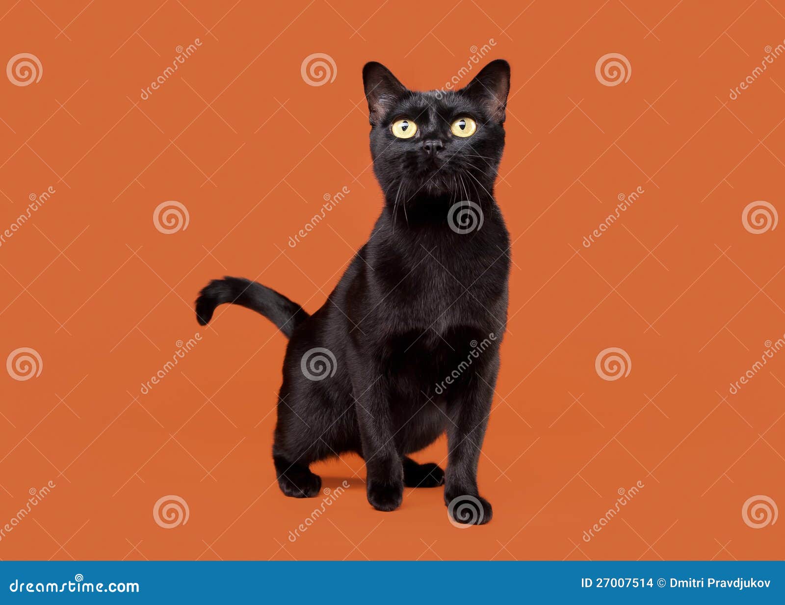black traditional bombay cat