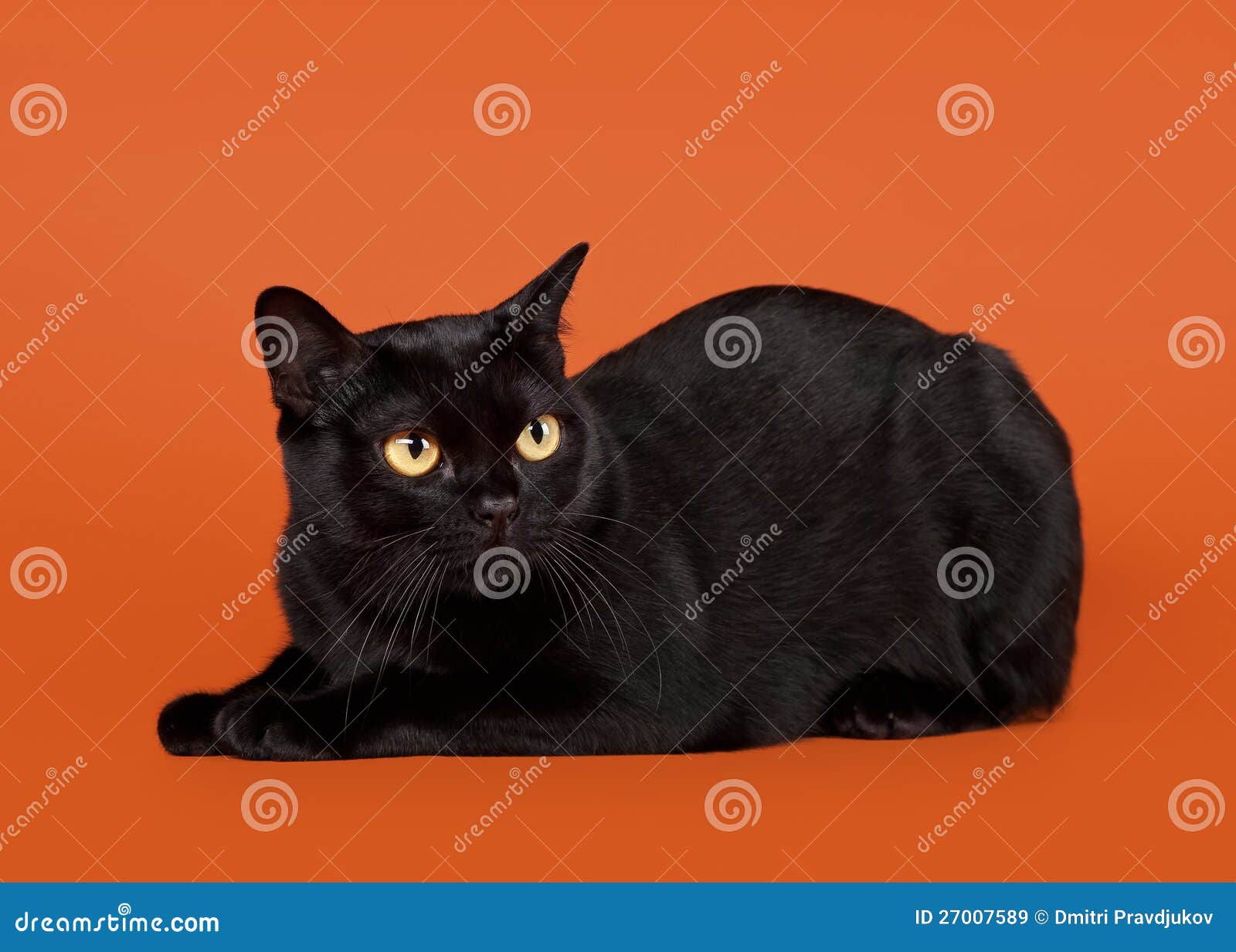 black traditional bombay cat