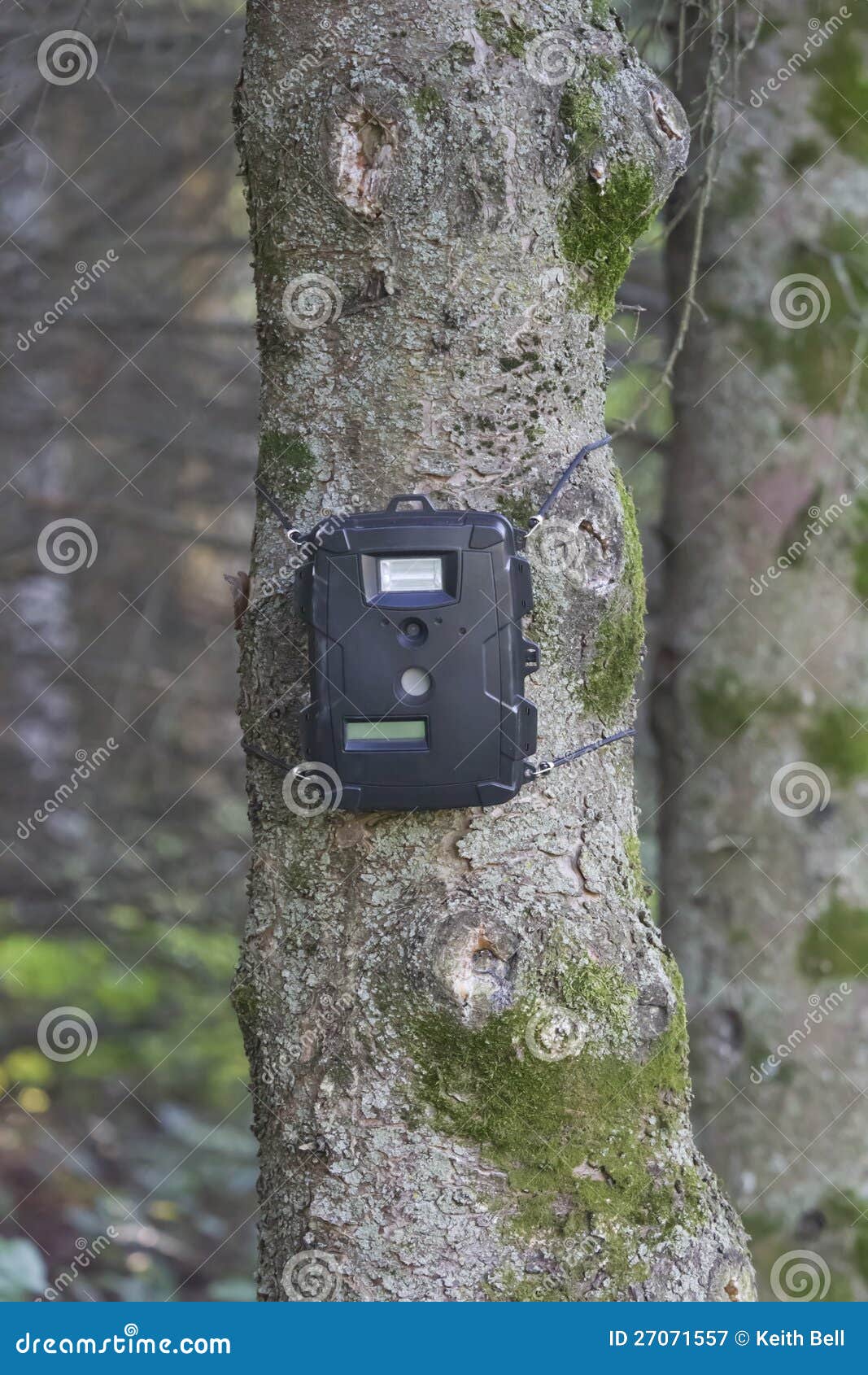 tree bark cam patterno tree bark cam patterno