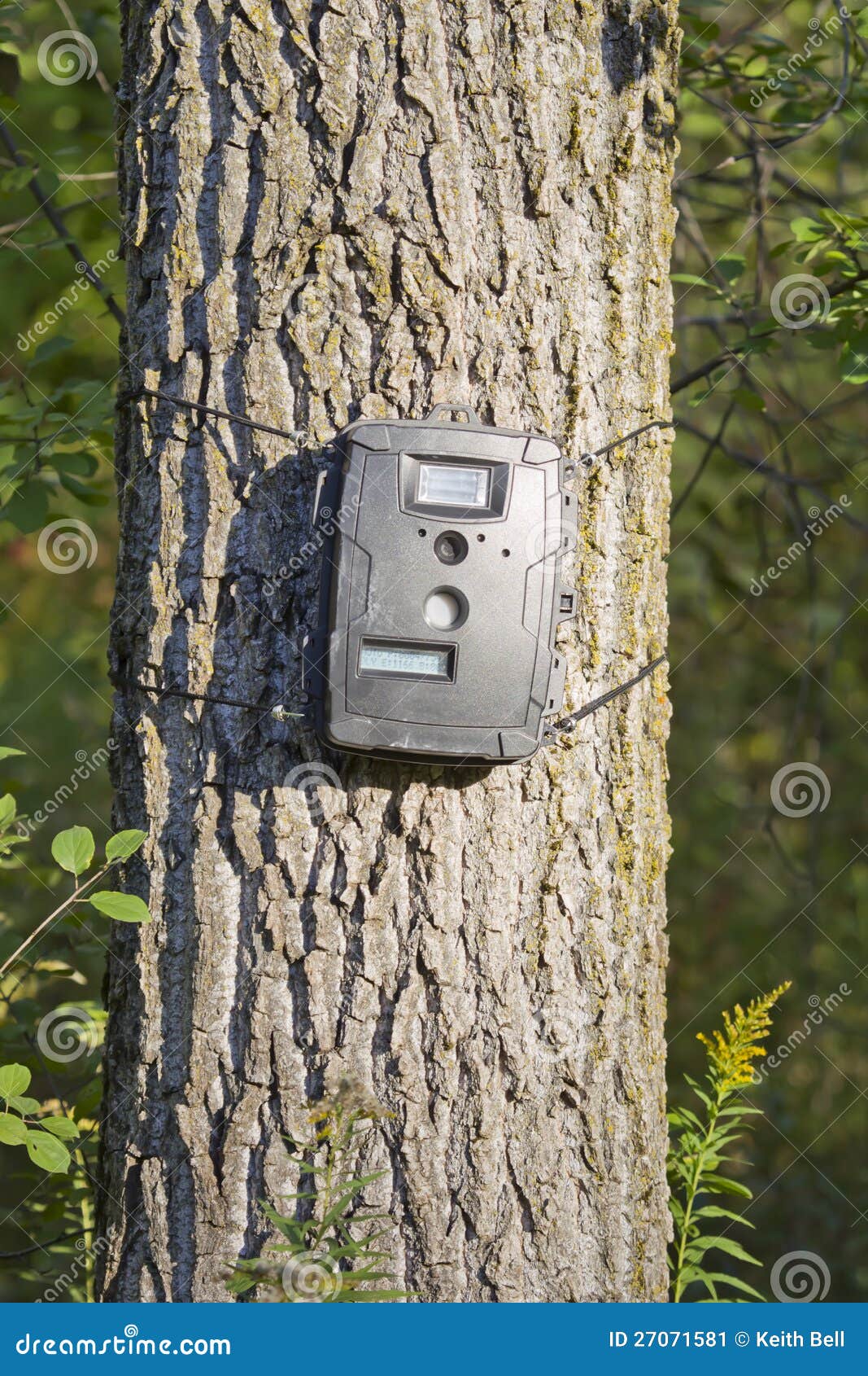 black trail cam on poplar tree for deer hunting