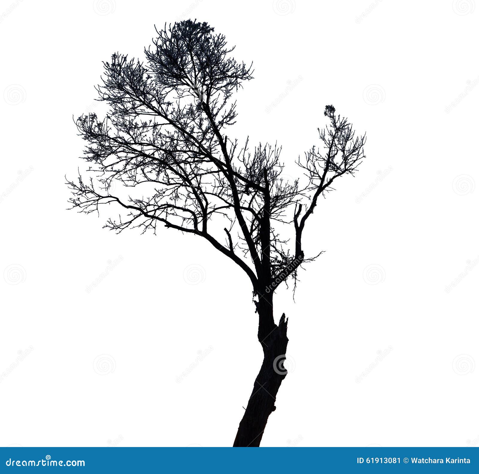 Black Tree on White Background Stock Image Image of nature, beauty