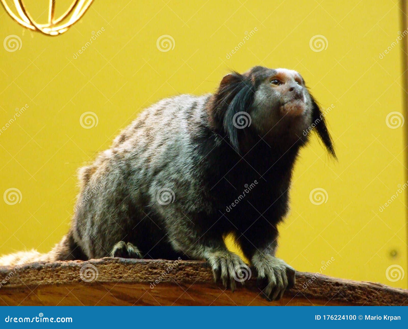 the black-tufted marmoset callithrix penicillata, mico-estrela or crna copicarka - zoo ljubljana zivalski vrt ljubljana