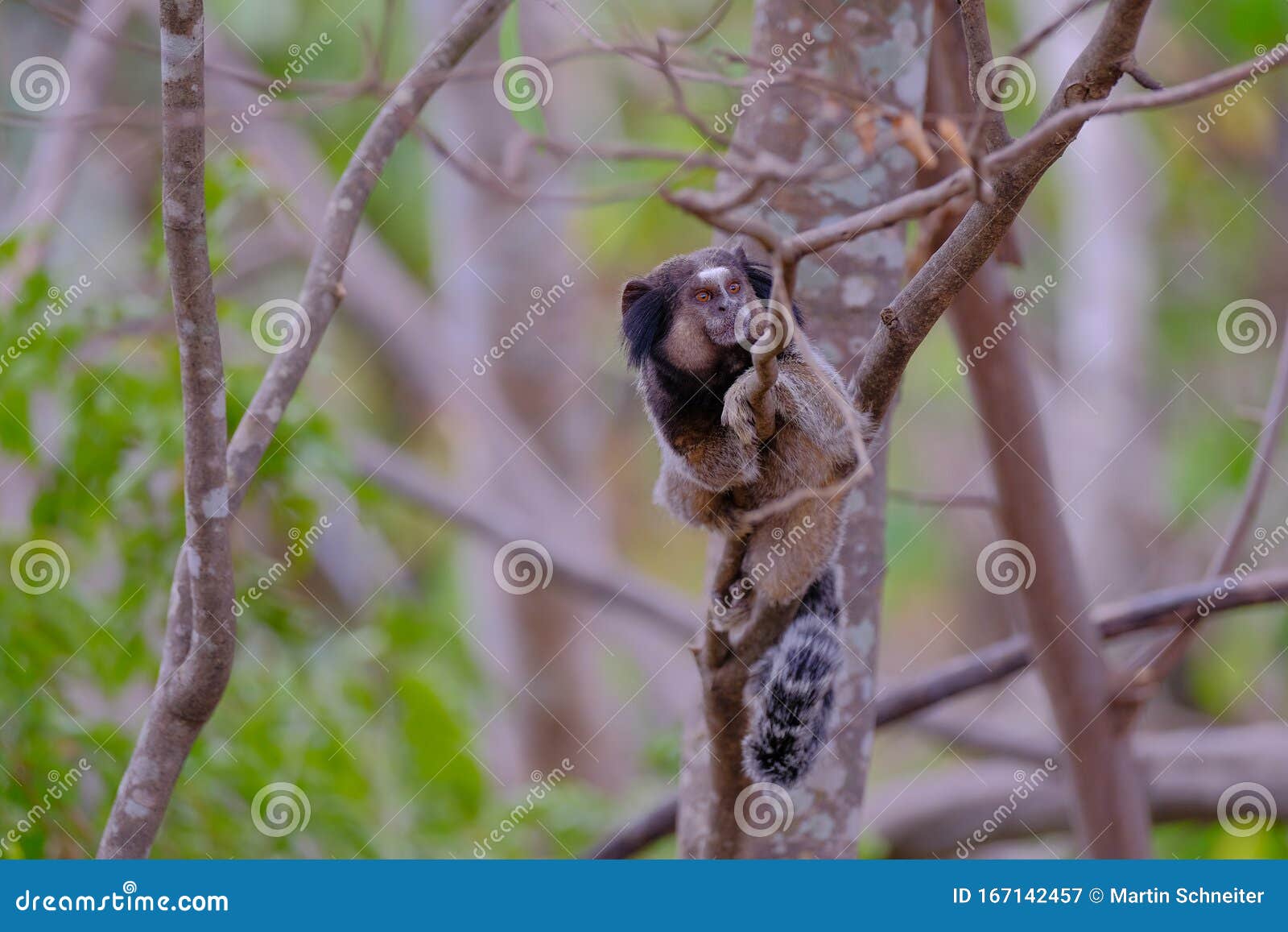 black tufted marmoset, callithrix penicillata, sitting on a branch in the trees at poco encantado, chapada diamantina