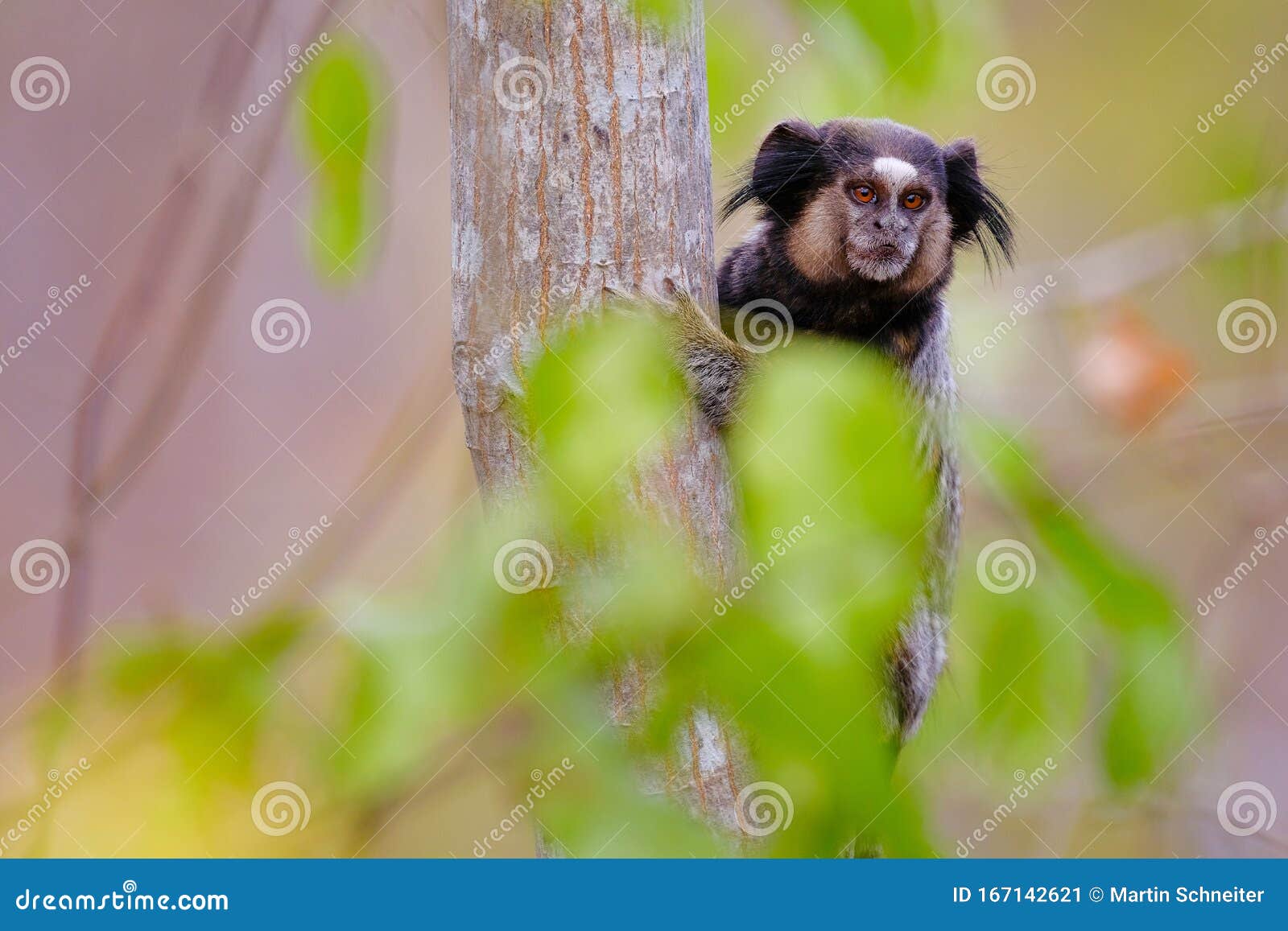 black tufted marmoset, callithrix penicillata, sitting on a branch in the trees at poco encantado, chapada diamantina