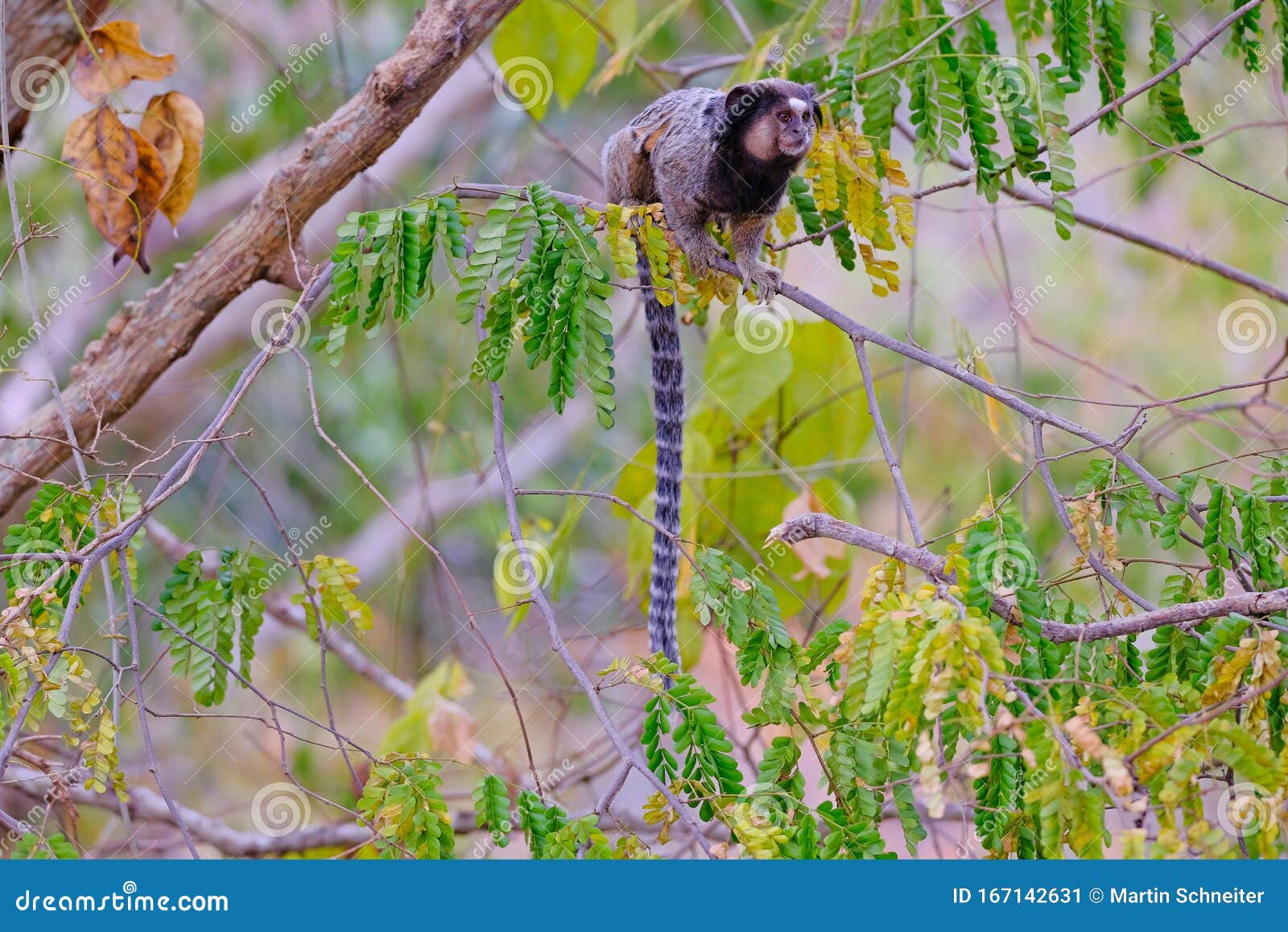 black tufted marmoset, callithrix penicillata, sitting on a branch in the trees at poco encantado, chapada diamantina