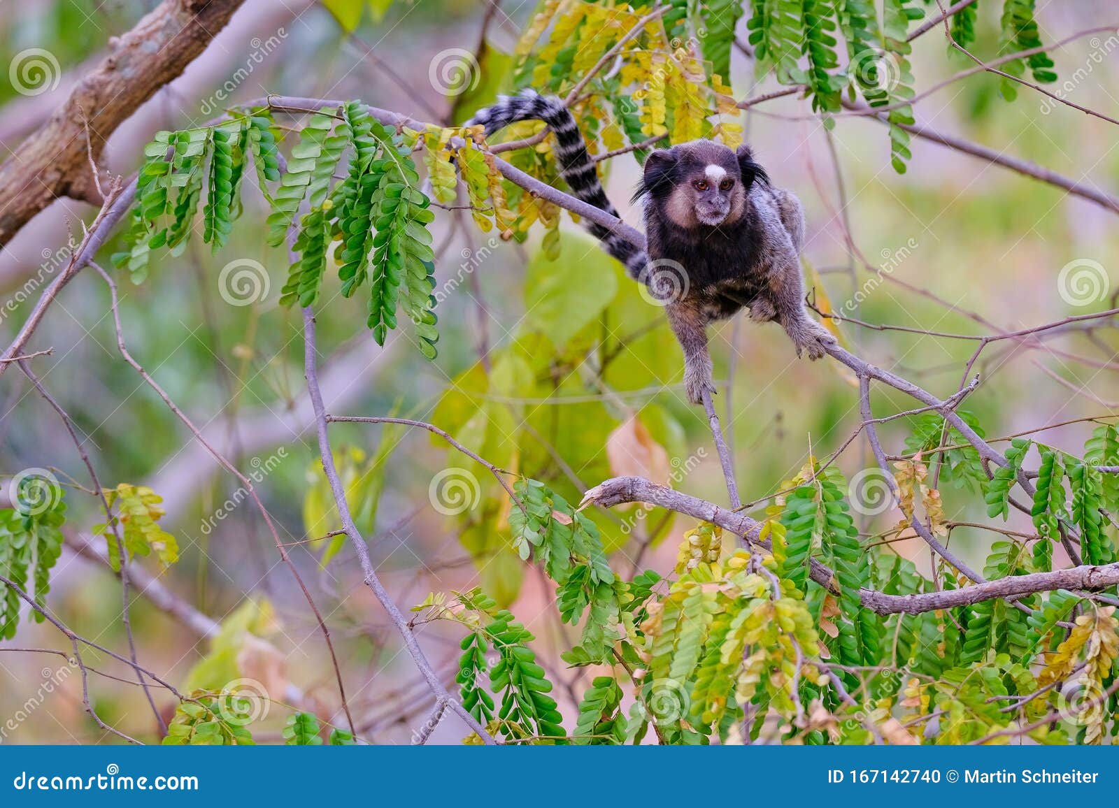 black tufted marmoset, callithrix penicillata, sitting on a branch in the trees at poco encantado, chapada diamantina