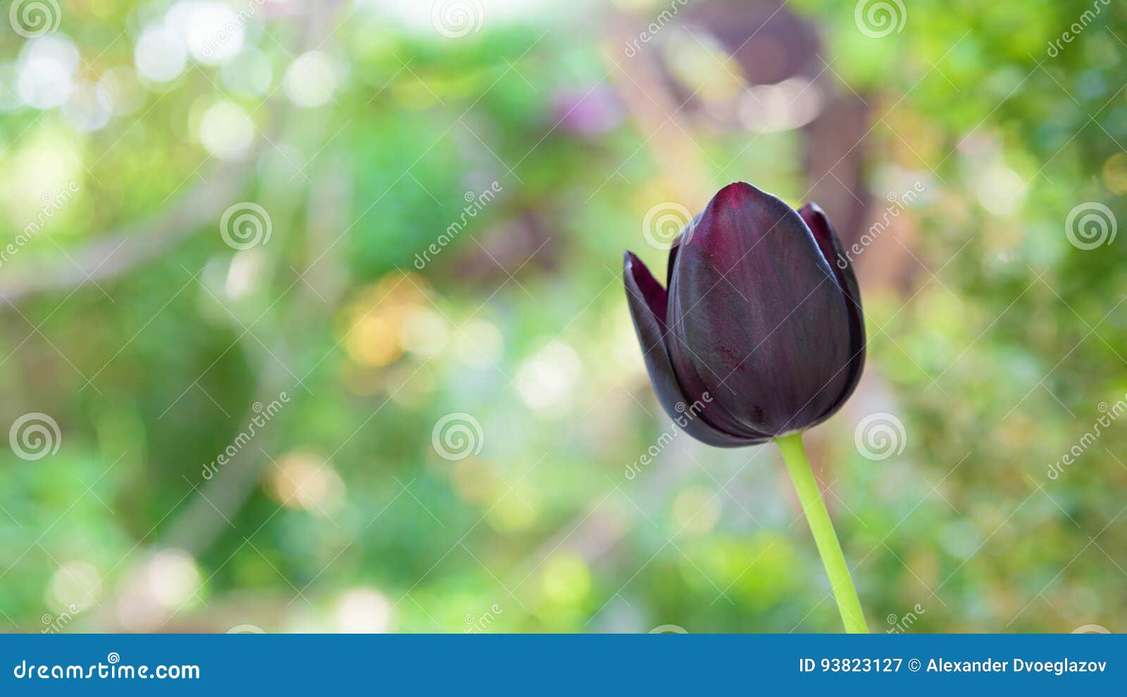 Black tulip flower closeup stock image. Image of arrangement 93823127