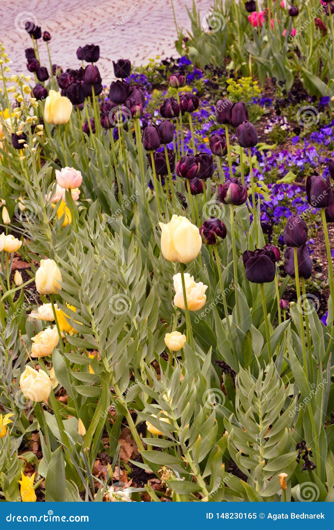 Black tulip in the garden stock image. Image of flora 148230165