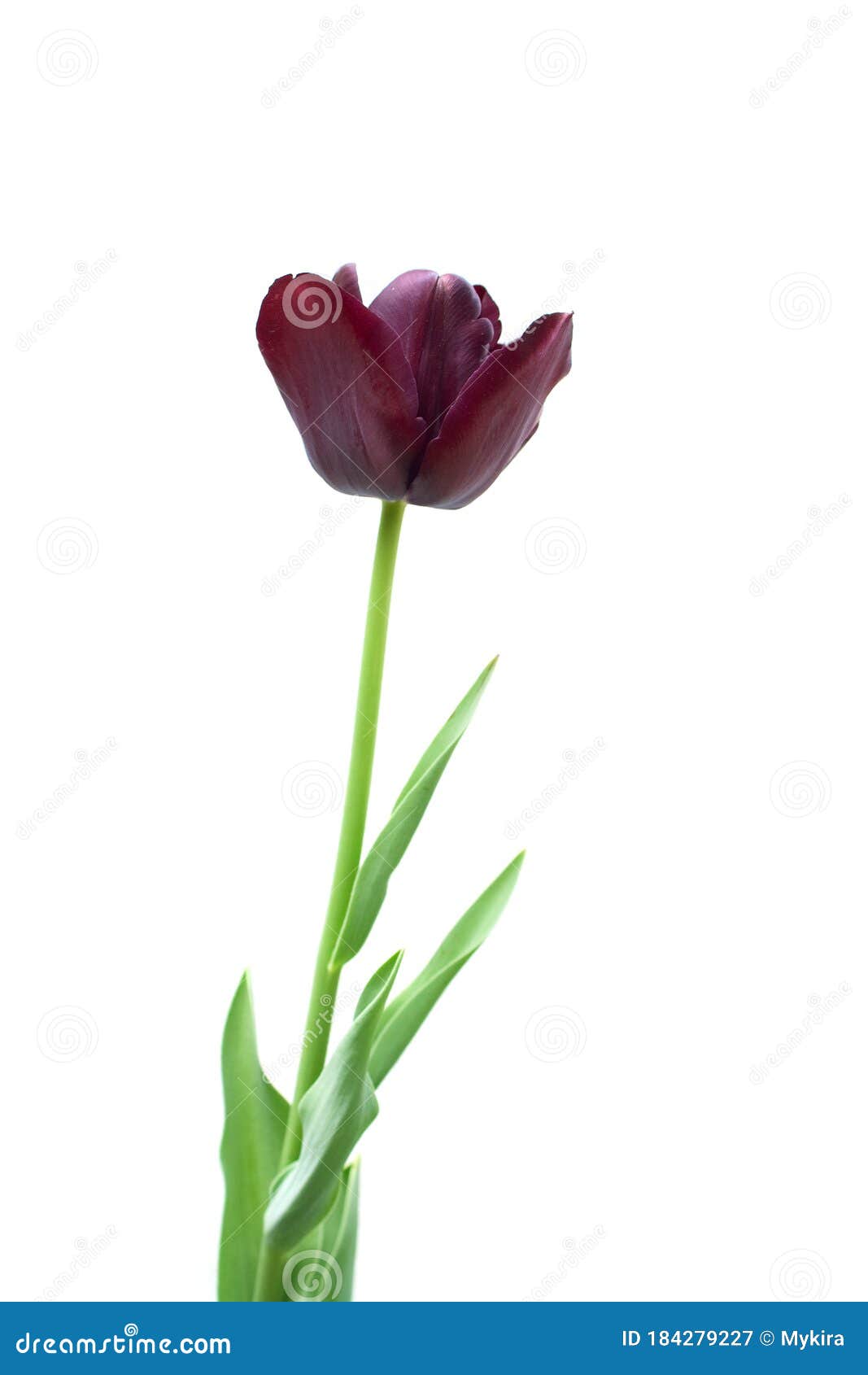 Black Tulip Isolated on White Stock Image Image of flowers, botany