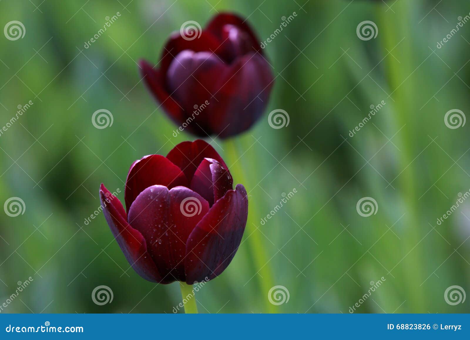 The black tulip stock photo. Image of backlight, landscape 68823826