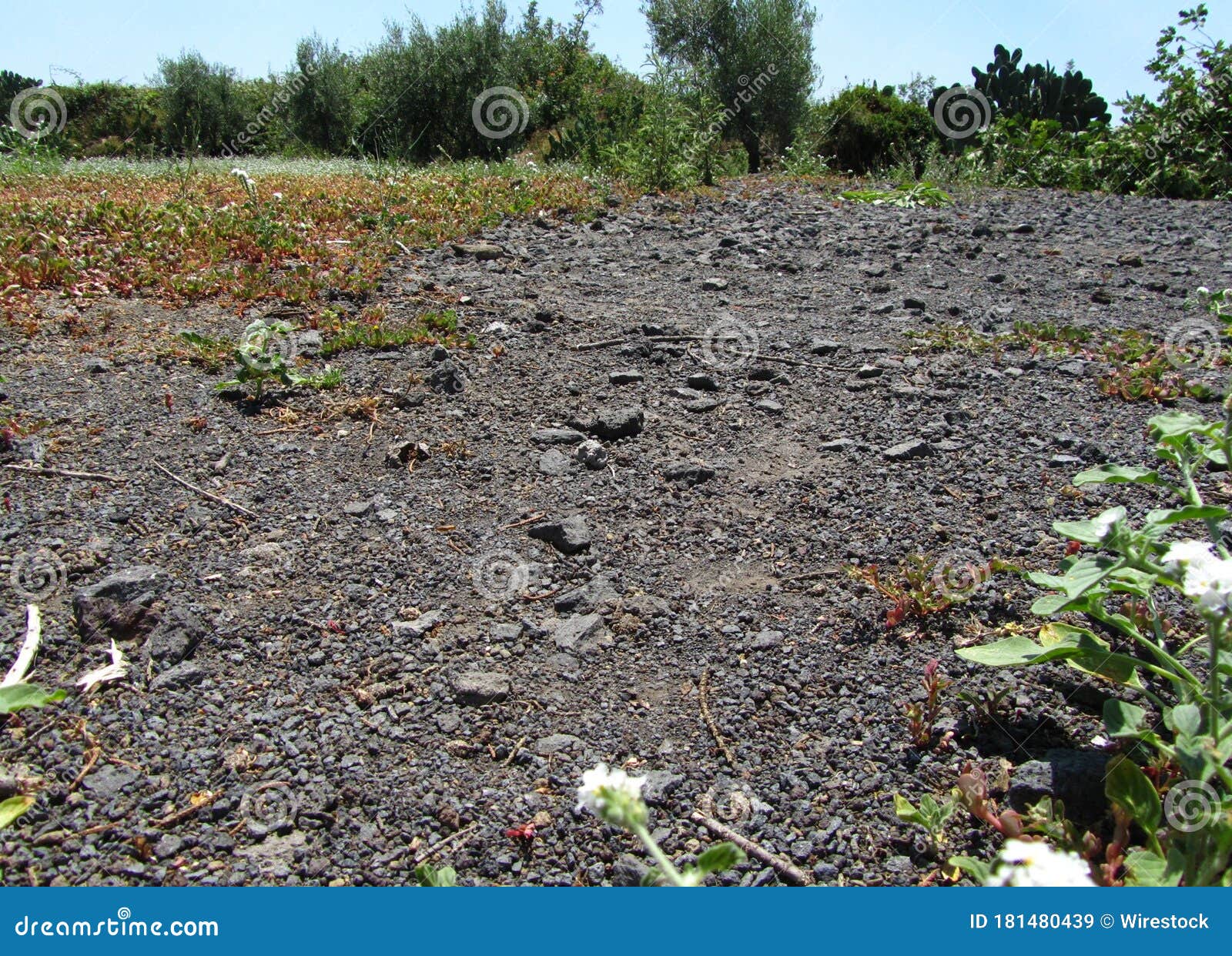 Black Volcanic Lava Soil with Vegetation Growing on it Stock Image
