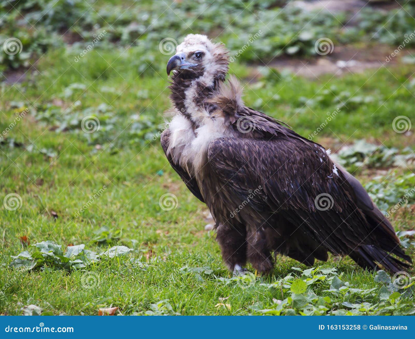 Black vulture. stock photo. Image of feather, species - 163153258