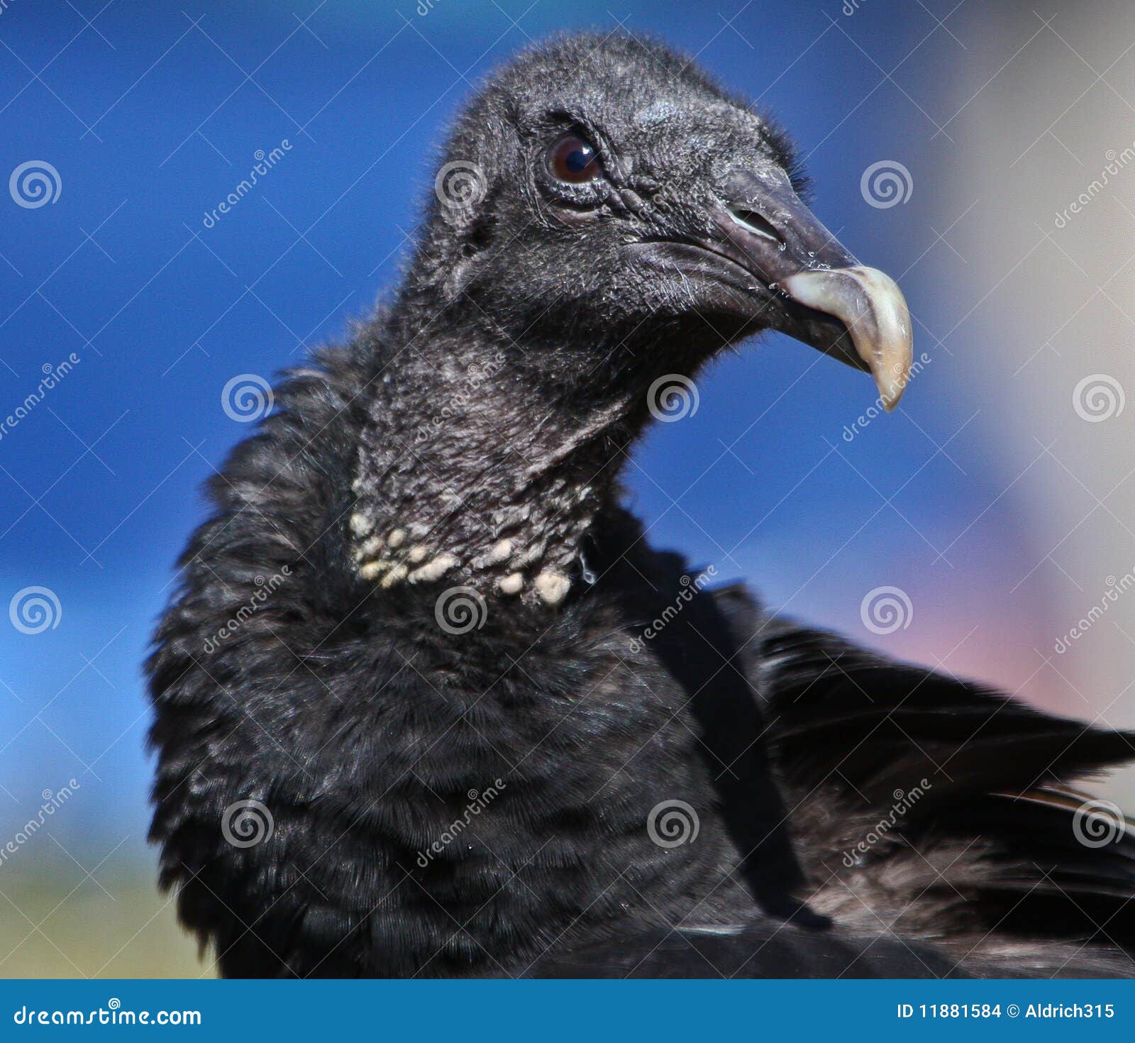 Black vulture closeup stock photo. Image of sunny, wildlife 11881584