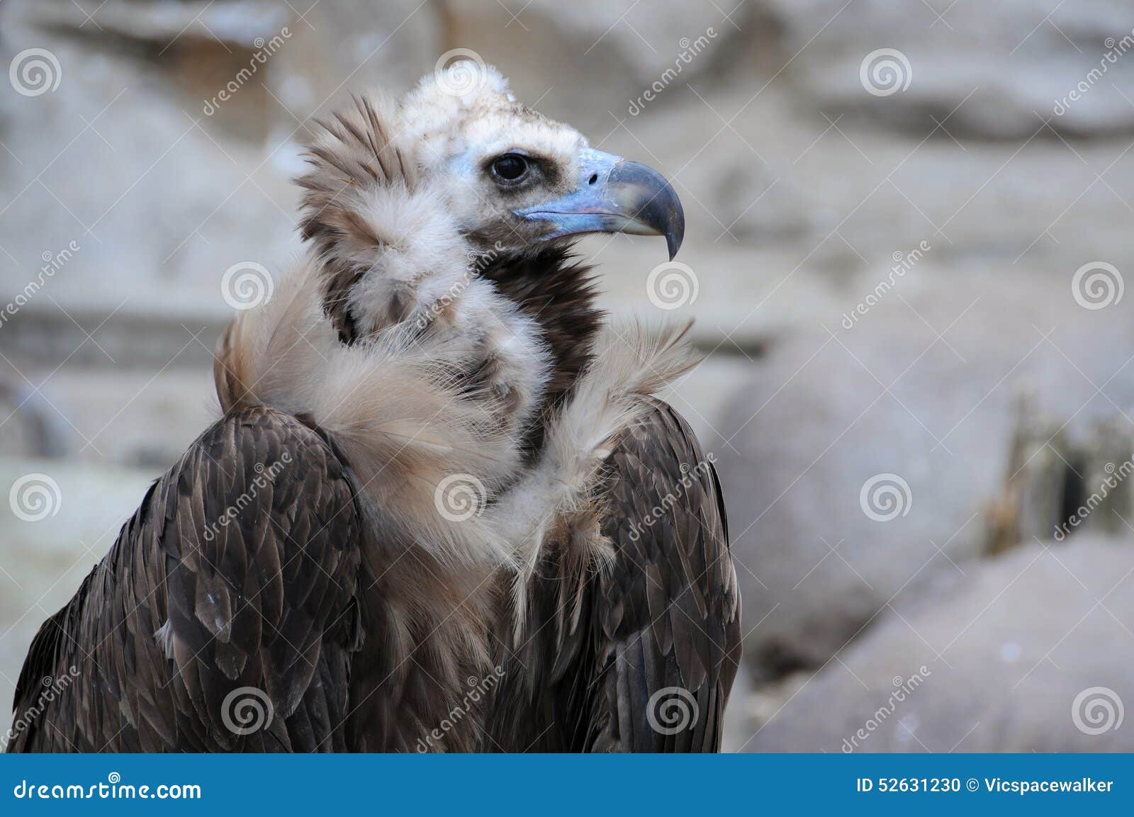 Black Vulture stock photo. Image of black, beak, closeup - 52631230