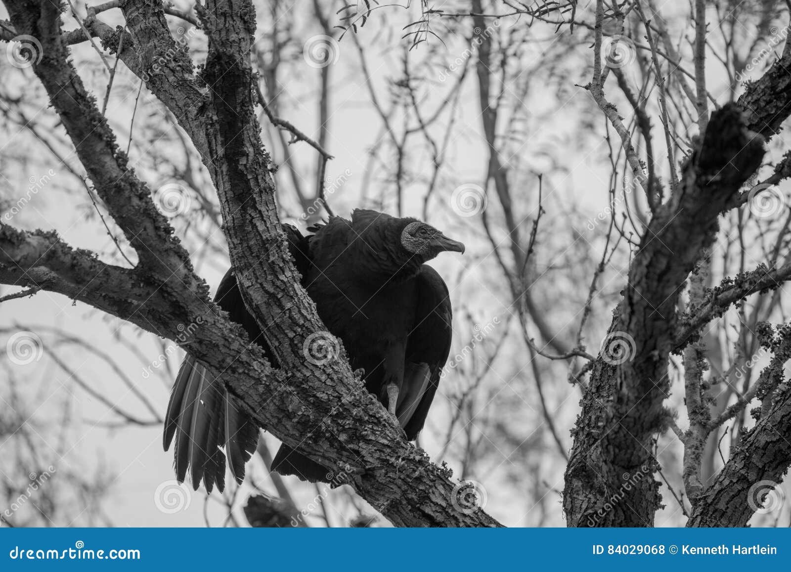 Black Vulture stock photo. Image of wildlife, nature 84029068