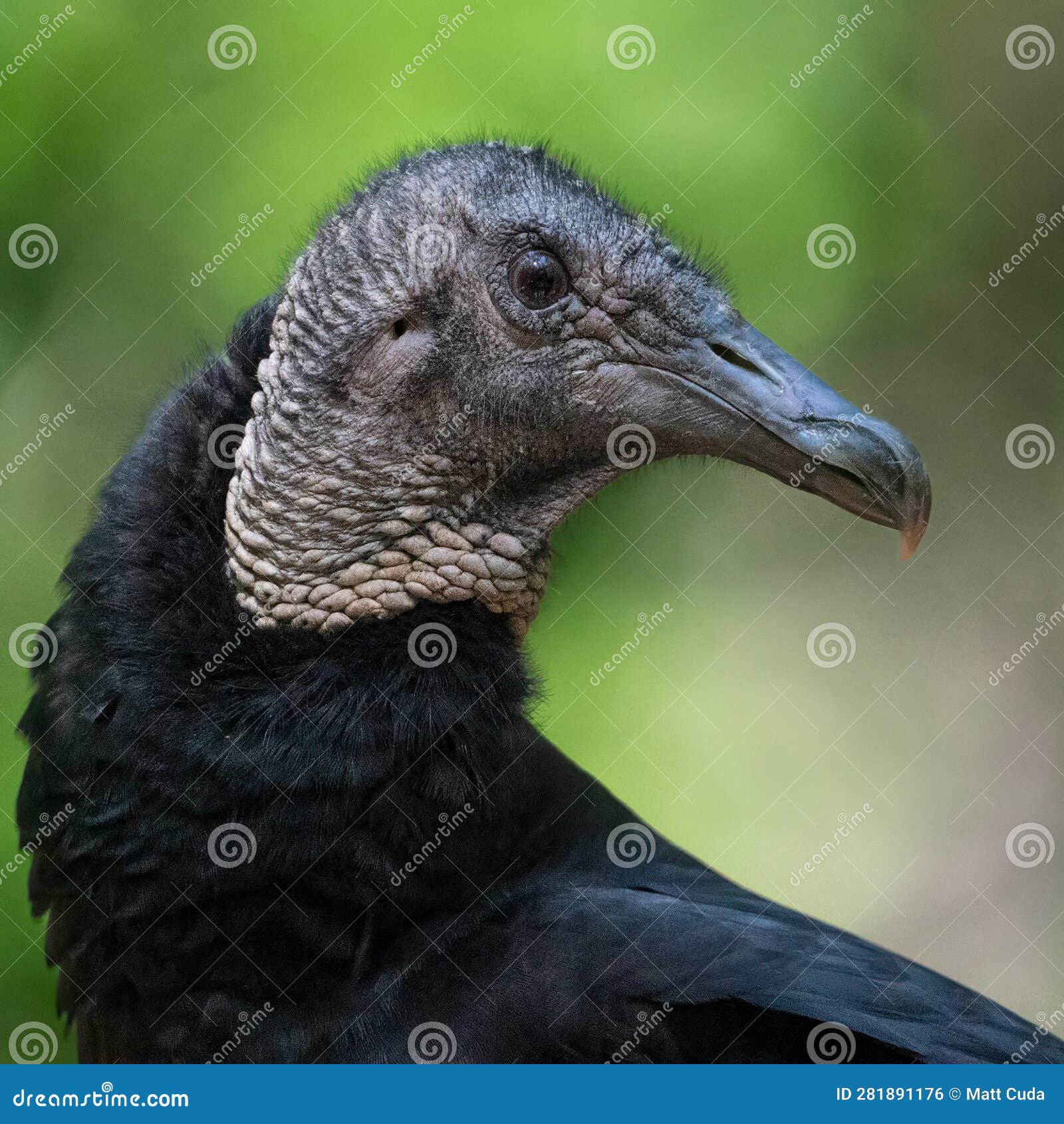 Black Vulture stock photo. Image of perch, raptor, dark 281891176