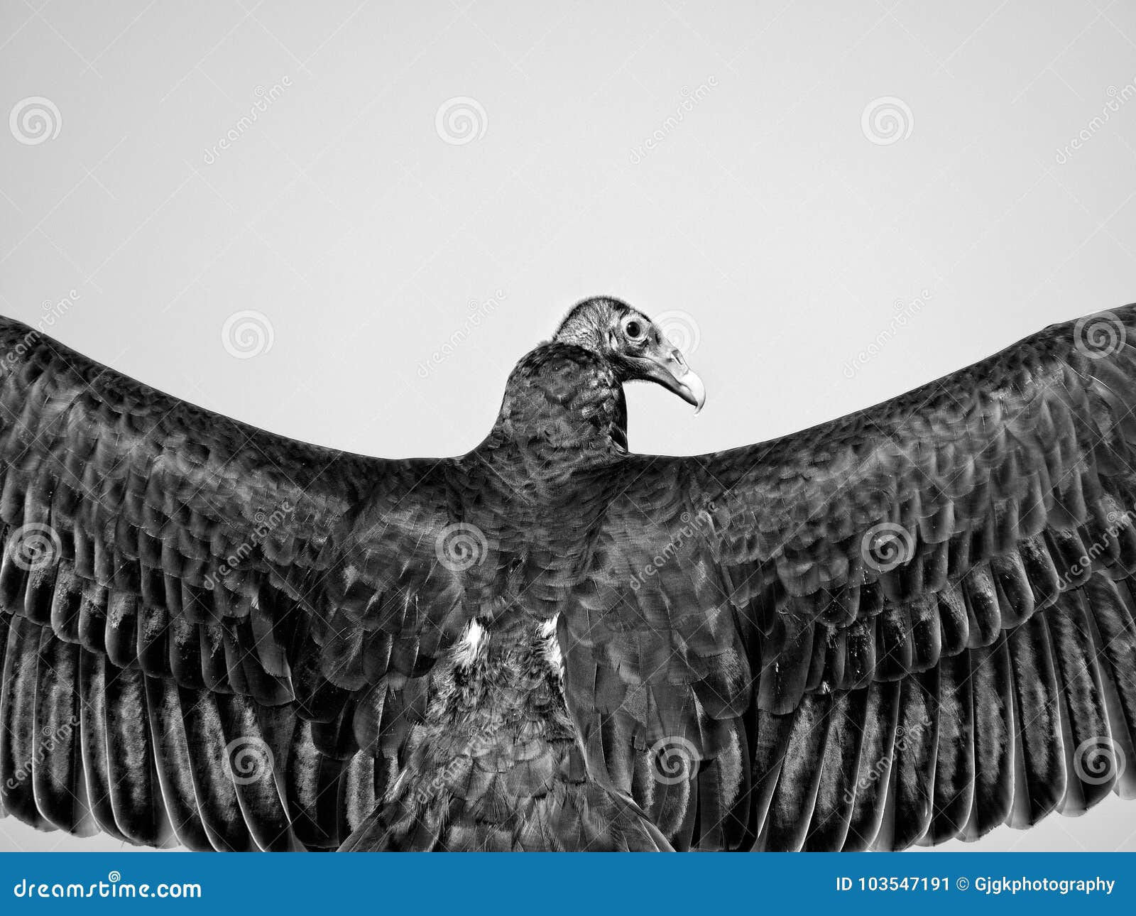 Black Vulture Wings and Head in B&W Stock Image - Image of vulture ...