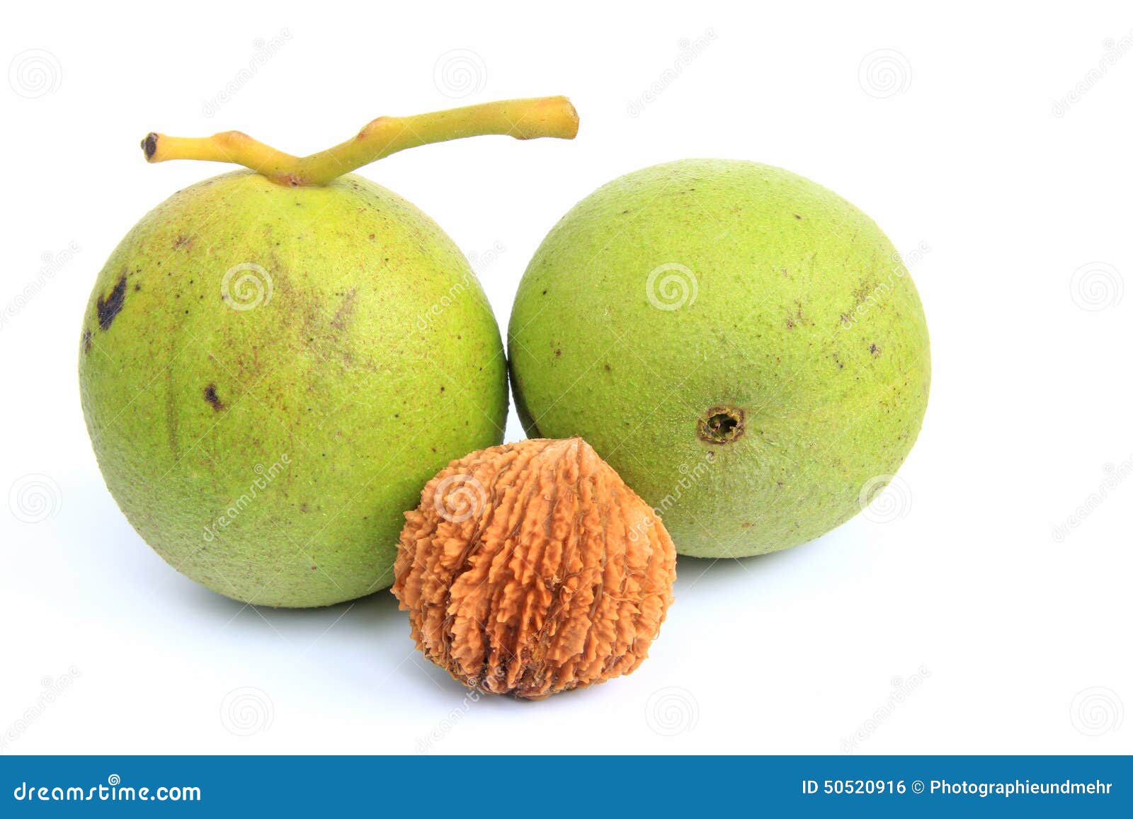 Black Walnut (Juglans Nigra) Stock Photo Image of black, juglandaceae