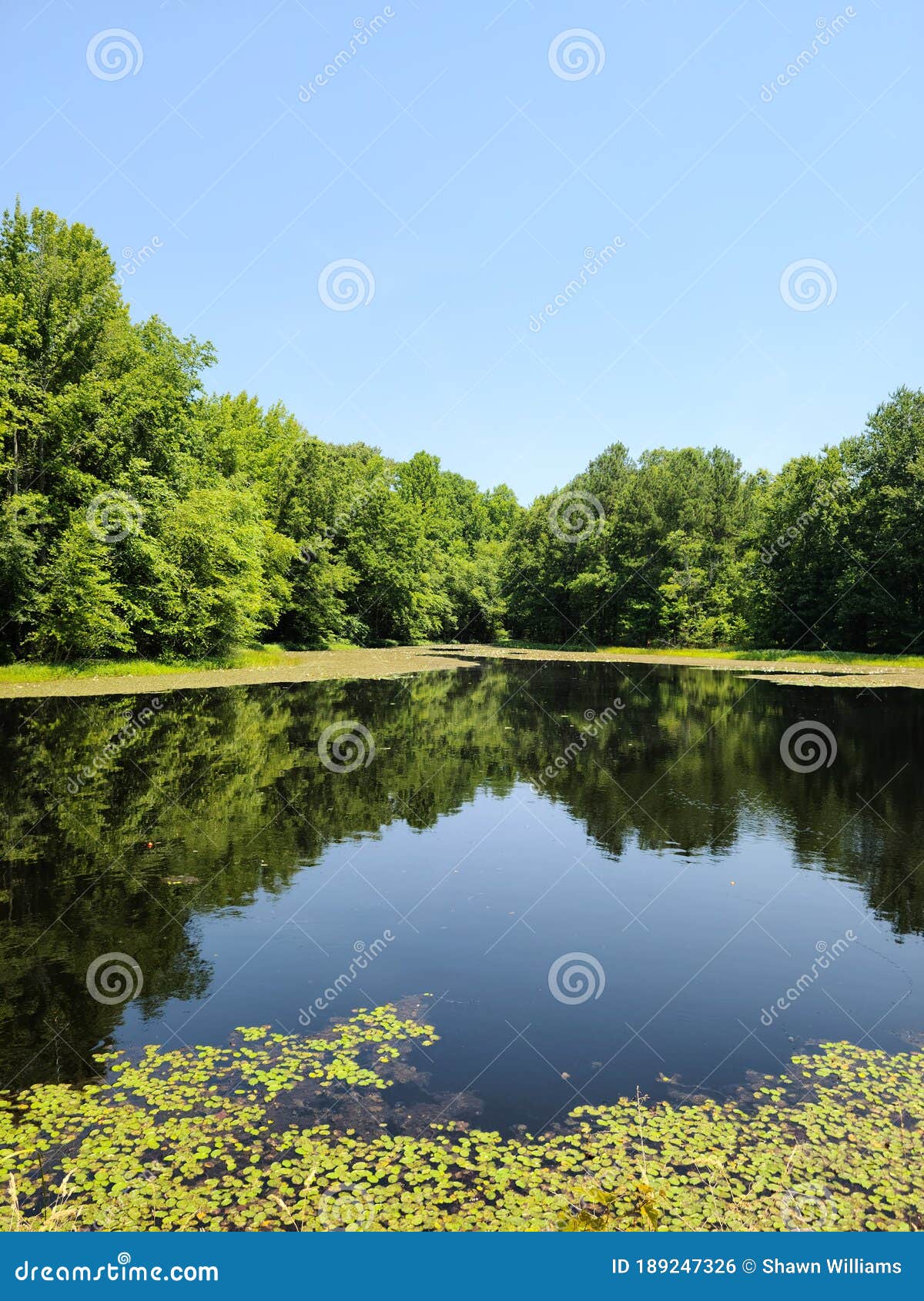 Black water pond stock photo. Image of pond, outdoors 189247326