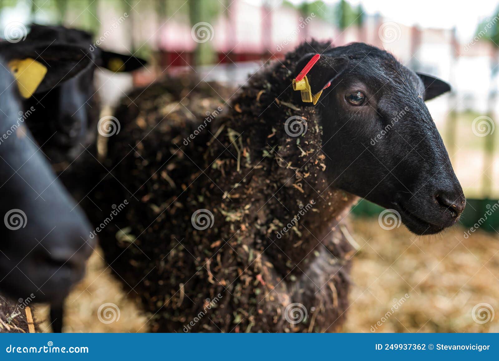 Black Welsh Mountain Sheep in Ranch Barn Stock Photo Image of