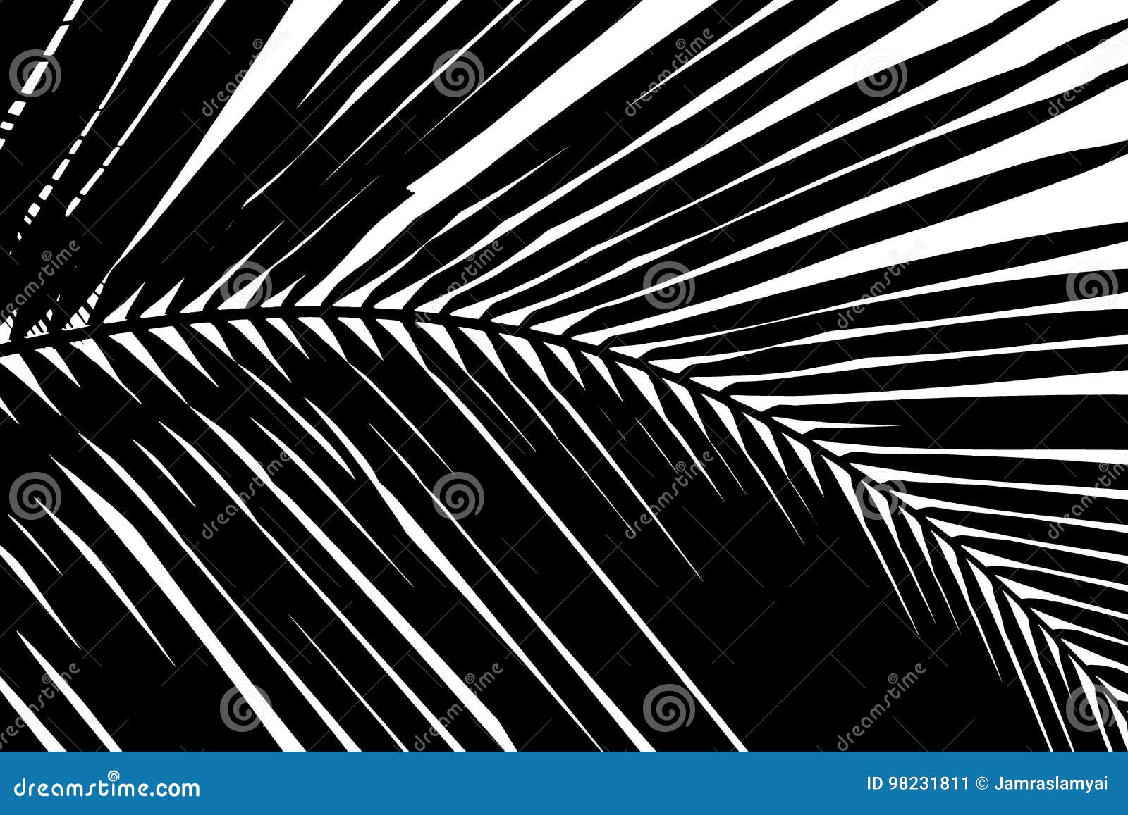 black and white abstract background of palms leaf
