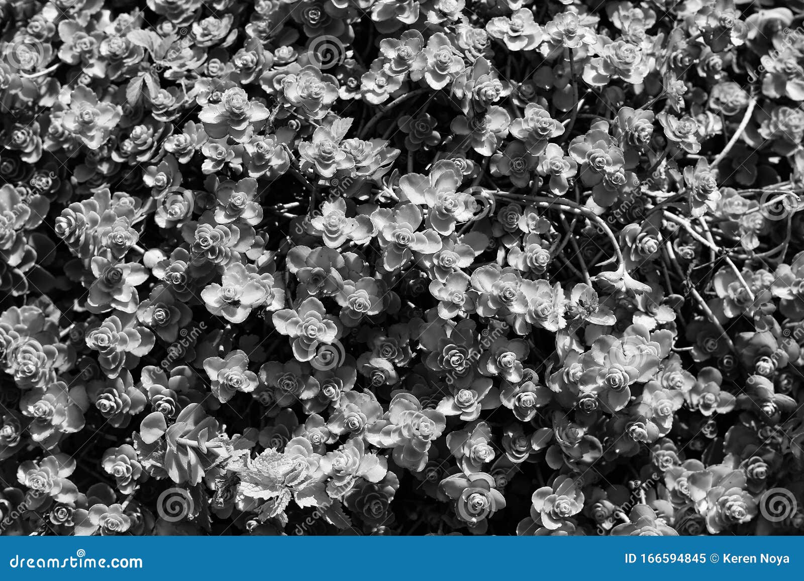 A Black and White Abstract Natural Pattern Consisting of Tiny Plants ...