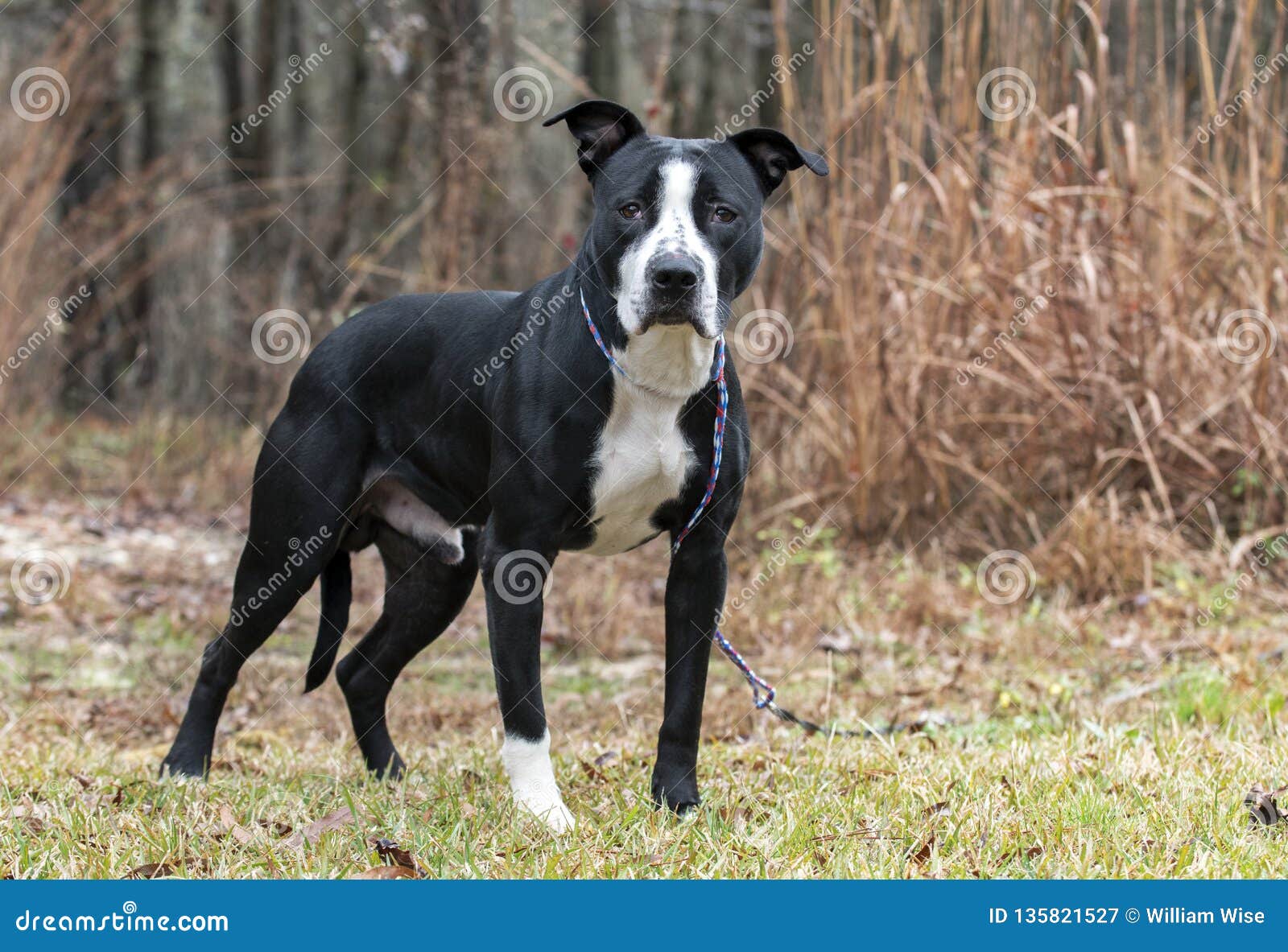 american bulldog and bull terrier mix