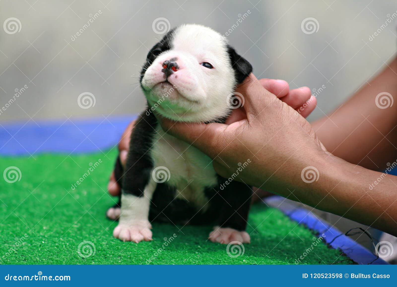 77+ American Bulldog Puppies Black