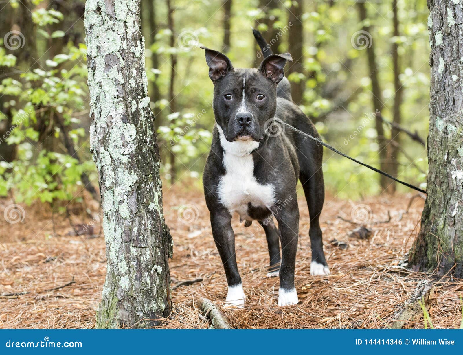 Black And White American Pit Bull Terrier Dog Erect Ears Stock Photo Image Of Rescue Humane 144414346