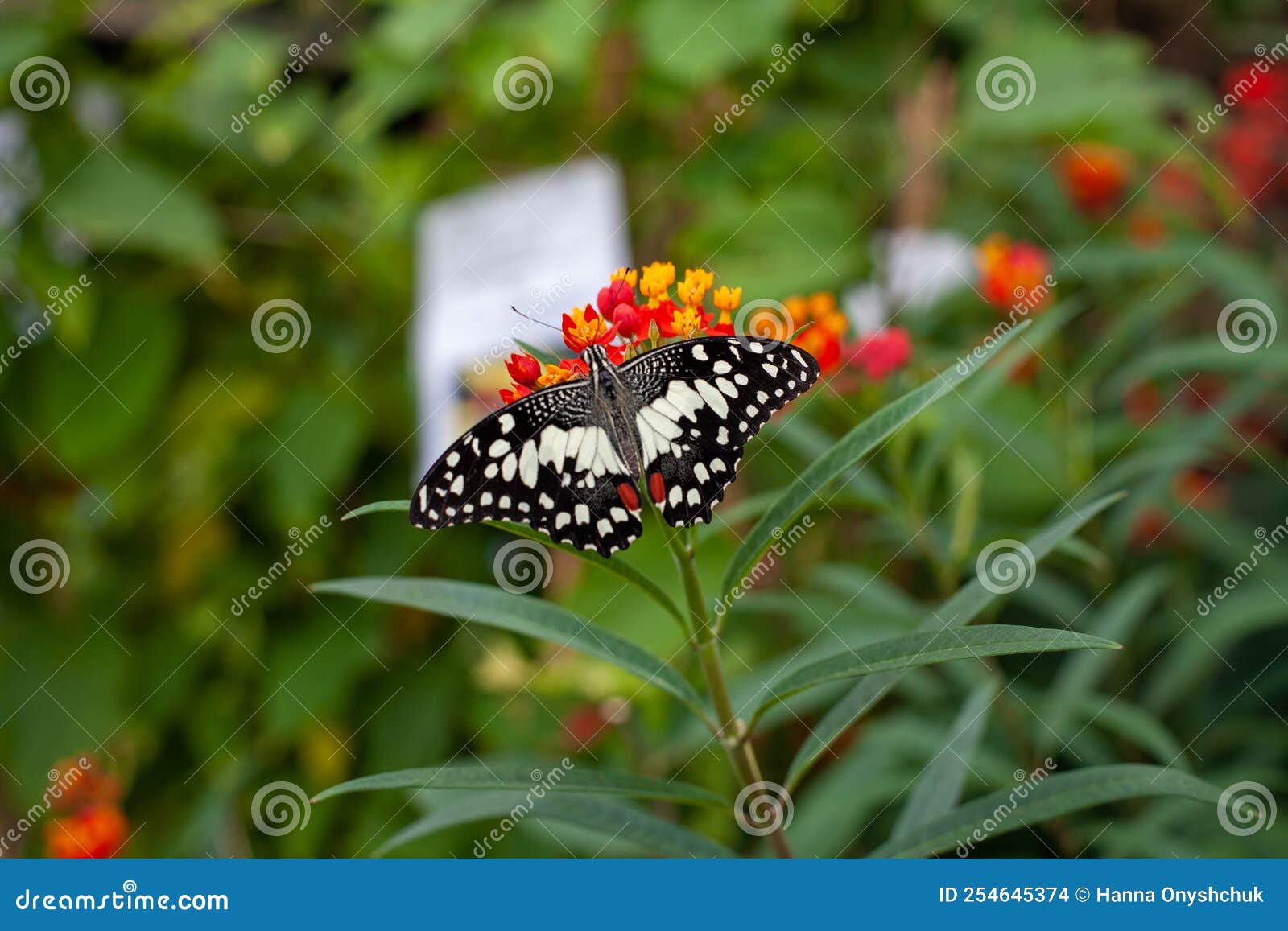black & white australian checkered swallowtail butterfly papilio demoneus on green leaf