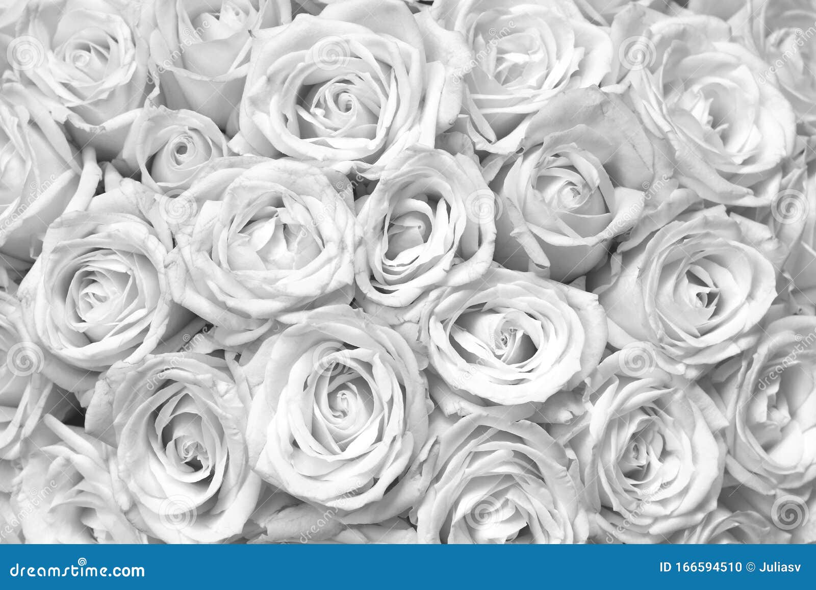 Black and White Background with White Roses Stock Photo Image of