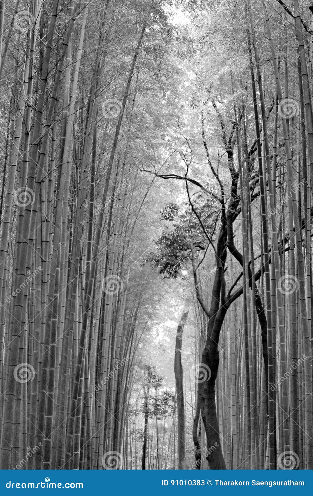 Black and White Bamboo Groves, Japan. Stock Image - Image of asia ...