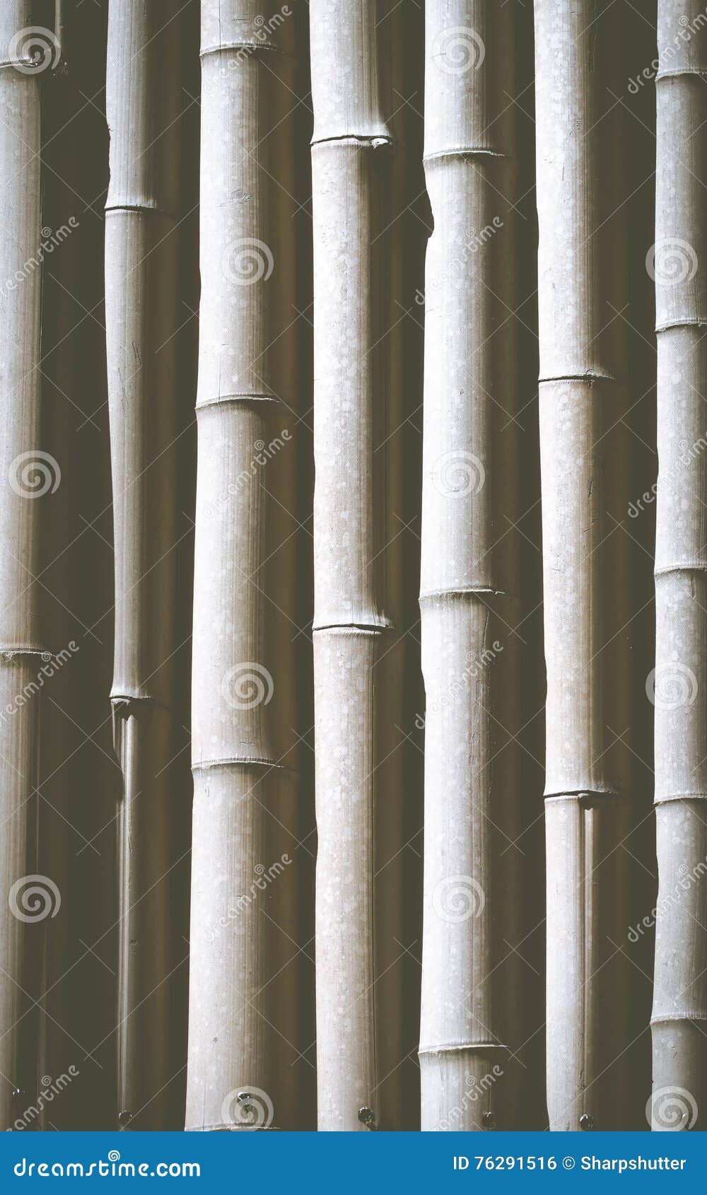 Black and white bamboo stock photo. Image of white, black 76291516