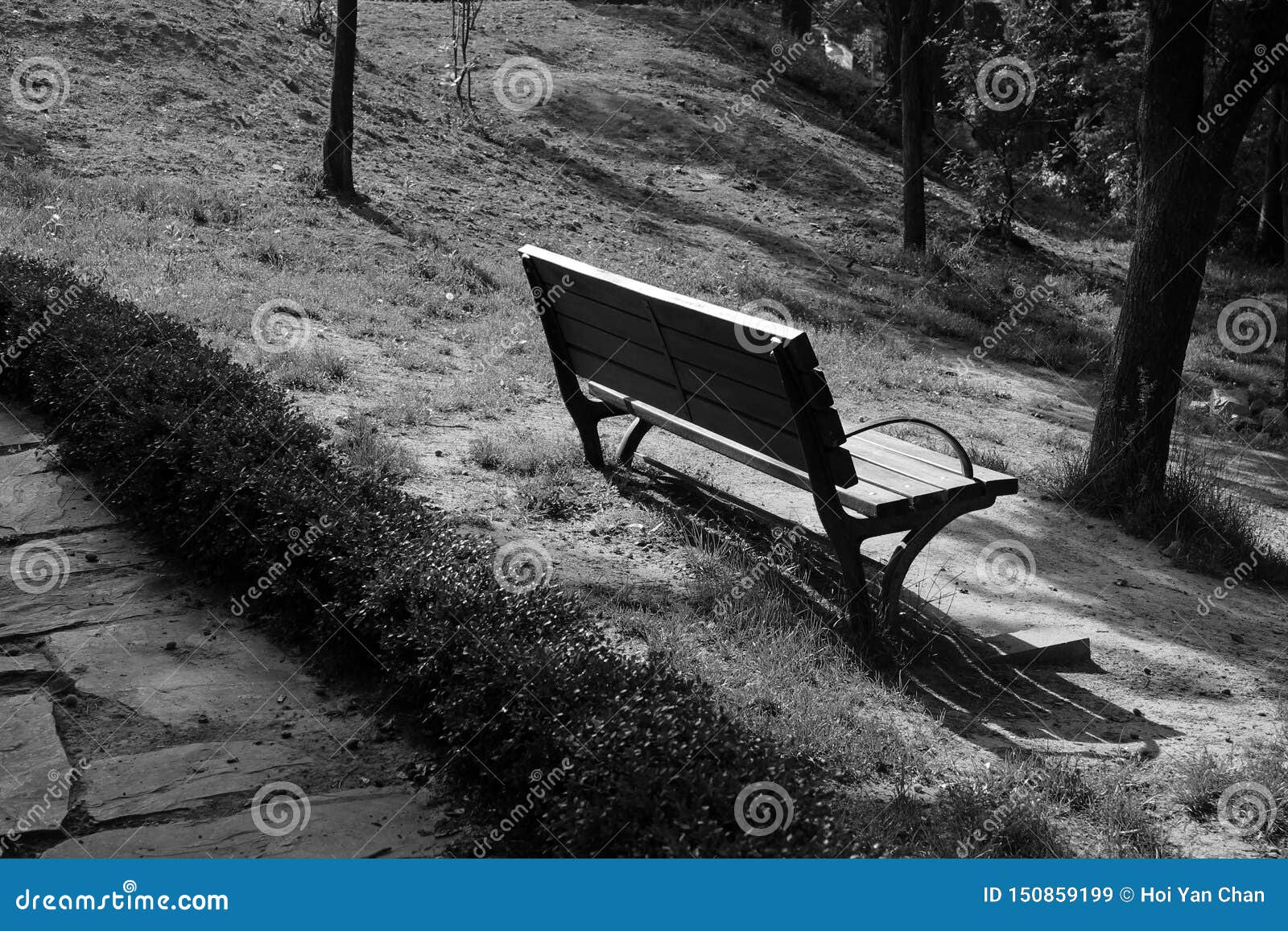 Black And White Bench In The Woods Stock Image - Image of ...