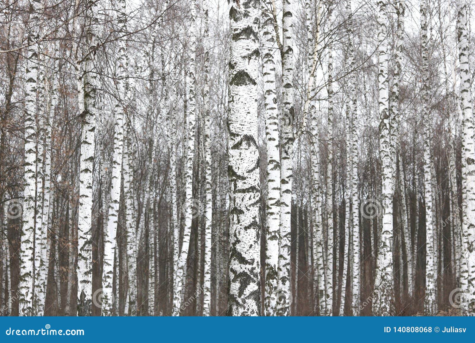 Black and White Birch Trees with Birch Bark in Birch Forest Stock Photo