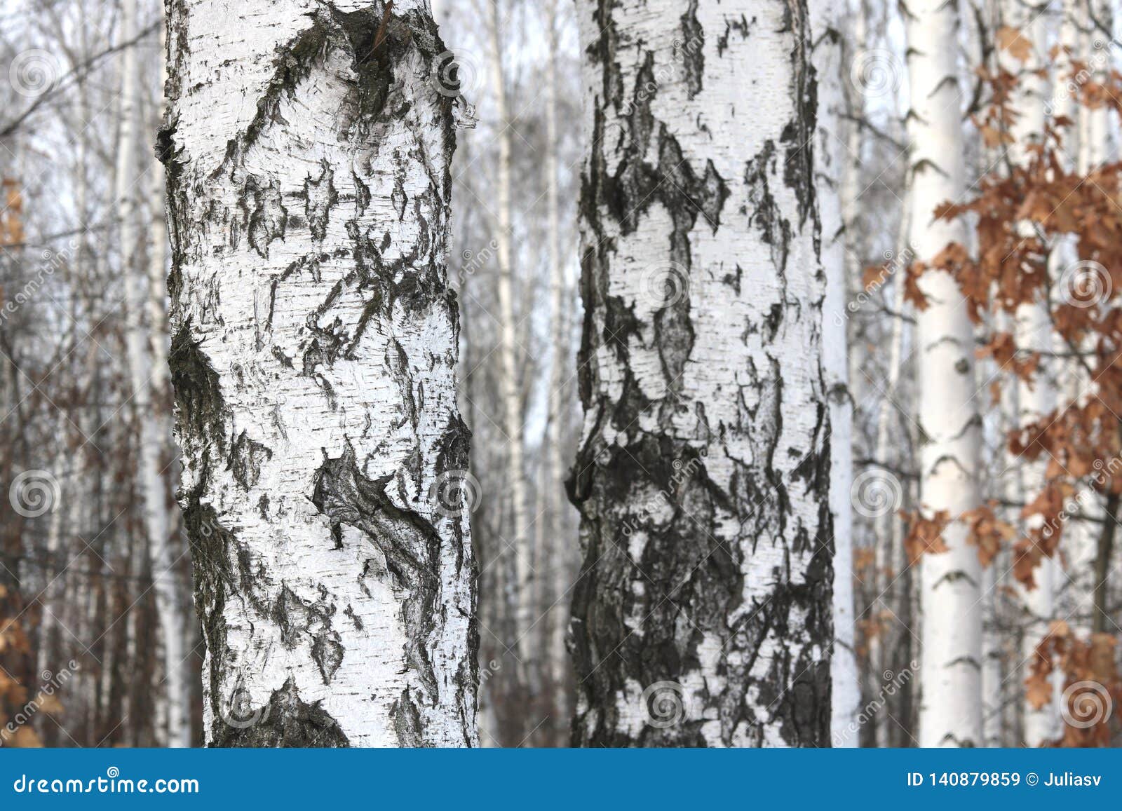 Black and White Birch Trees with Birch Bark in Birch Forest Stock Image