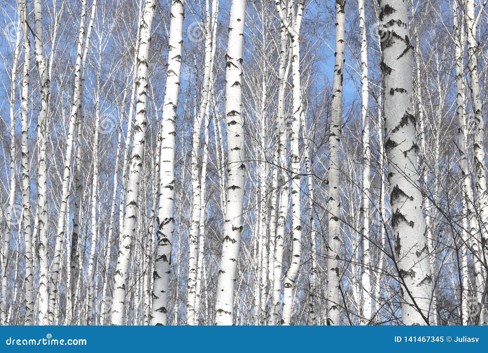 Black and White Birch Trees with Birch Bark in Birch Forest Stock Image
