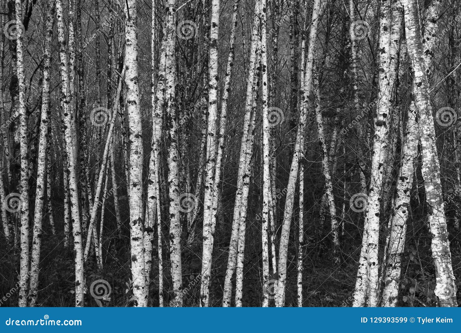 black and white birch trees grouped together.