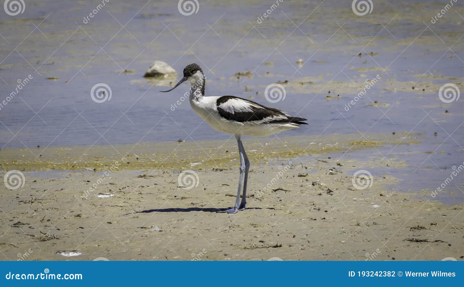 A Black and White Bird in the El Hondo Nature Reserve in Spain. Stock ...