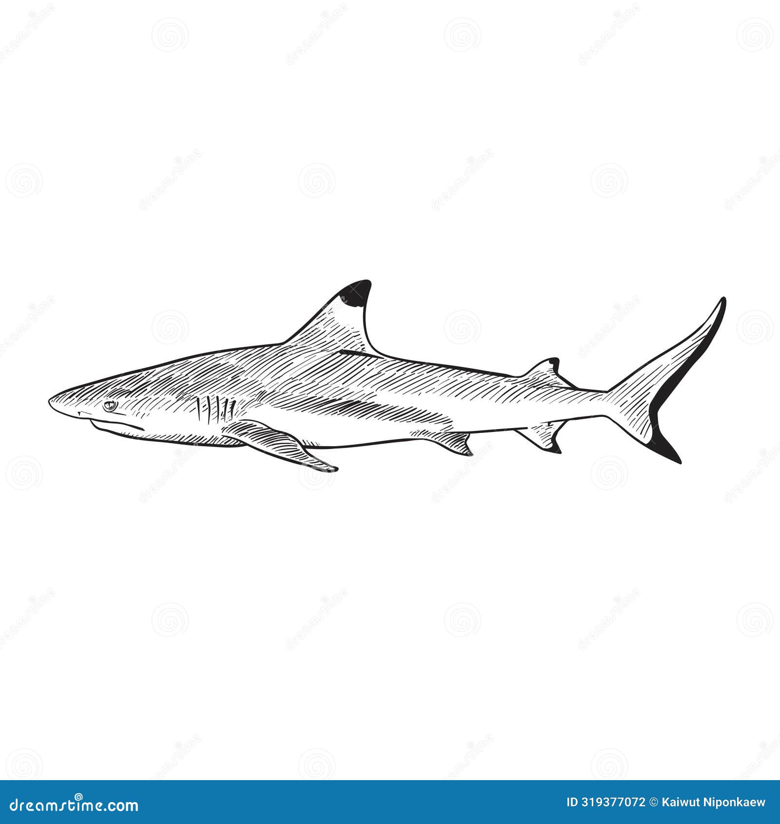 Black and White Blacktip Reef Shark Stock Vector - Illustration of