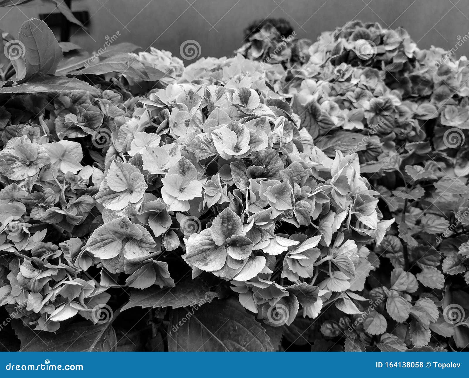 Black and White Blooming Hydrangea Flowers Stock Photo - Image of macro ...