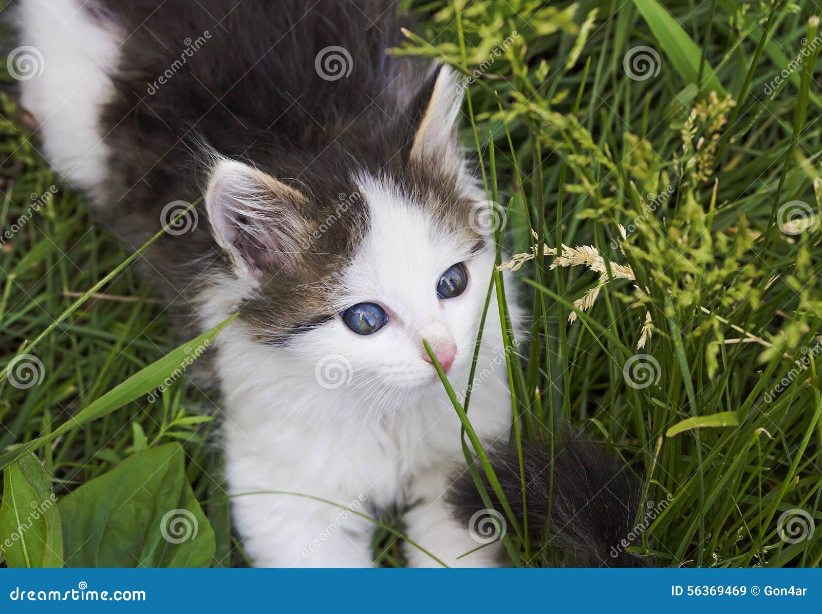 Black and White Blueeyed Kitten Playing in the Green Grass Stock Image