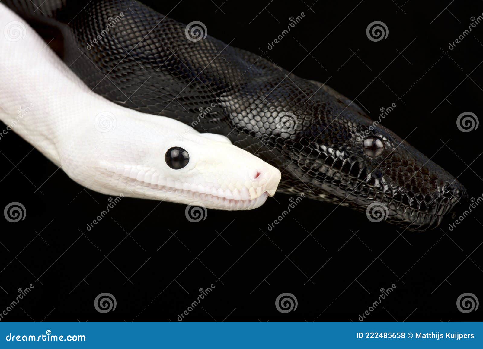 Black and white Boa pair stock photo. Image of gene - 222485658